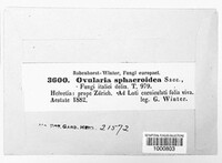 Ovularia sphaeroidea image